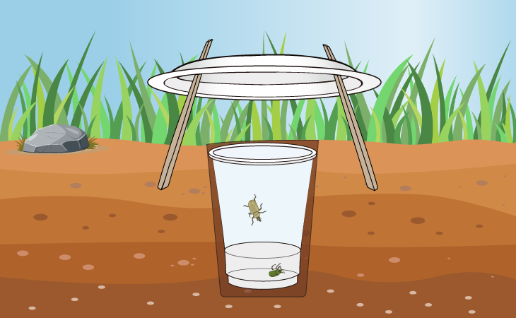 ピットフォールトラップ図